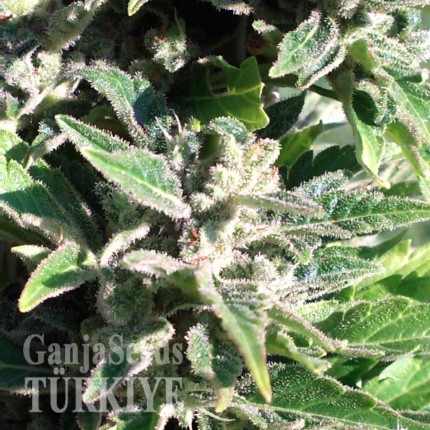 Auto AK feminised Ganja Seeds