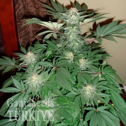 Auto AK feminised Ganja Seeds