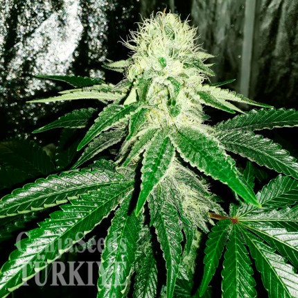 Auto AK feminised Ganja Seeds