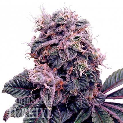 Auto Psylocke feminised GanjaVIP Seeds