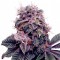 Auto Psylocke feminised GanjaVIP Seeds Orijinal ambalajda kenevir tohumları