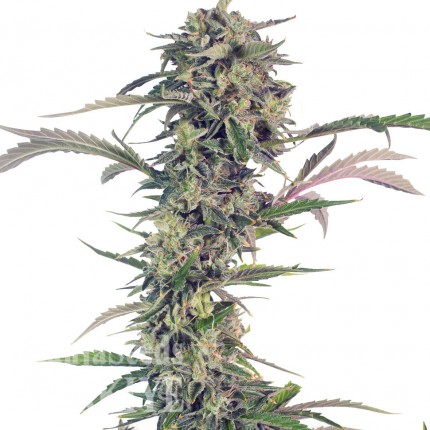 Auto Psylocke feminised GanjaVIP Seeds