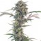 Auto Psylocke feminised GanjaVIP Seeds Kenevir tohumları