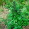 Auto Psylocke feminised GanjaVIP Seeds Online kenevir tohumu