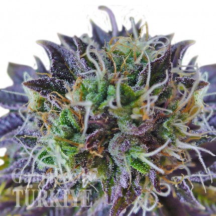 Auto Psylocke feminised GanjaVIP Seeds