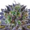 Auto Psylocke feminised GanjaVIP Seeds Eve teslim kenevir tohumları