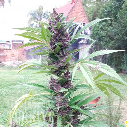 Auto Psylocke feminised GanjaVIP Seeds