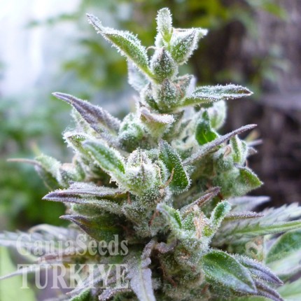 Auto Psylocke feminised GanjaVIP Seeds