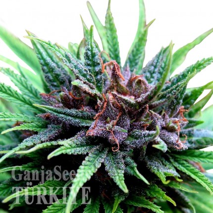 Auto Psylocke feminised GanjaVIP Seeds