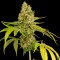 OG Kush feminised Ganja Seeds