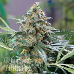 OG Kush feminised Ganja Seeds