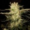 OG Kush feminised Ganja Seeds