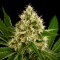 OG Kush feminised Ganja Seeds