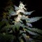 Auto Jack feminised Ganja Seeds Yüksek verimli kenevir tohumları