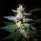 Auto Jack feminised Ganja Seeds Orijinal ambalajda kenevir tohumları