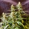 Auto Jack feminised Ganja Seeds Güçlü kenevir tohumları