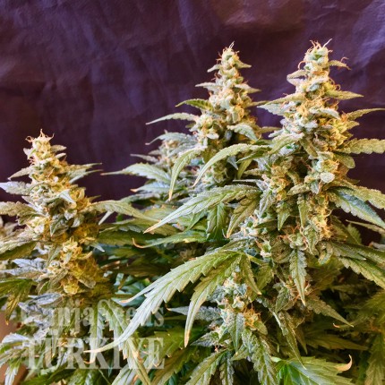 Auto Jack feminised Ganja Seeds