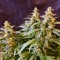 Auto Jack feminised Ganja Seeds Acemiler için kenevir tohumları