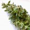 Auto Jack feminised Ganja Seeds Tıbbi sınıf kenevir çeşidi tohumları