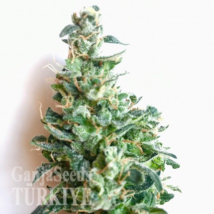 Auto Jack feminised Ganja Seeds