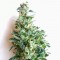 Auto Jack feminised Ganja Seeds Elit kenevir çeşidi tohumları