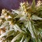 Auto Jack feminised Ganja Seeds Otoçiçeklenen kenevir tohumları