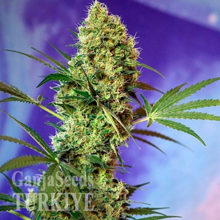 Auto Skaar feminised GanjaVIP Seeds