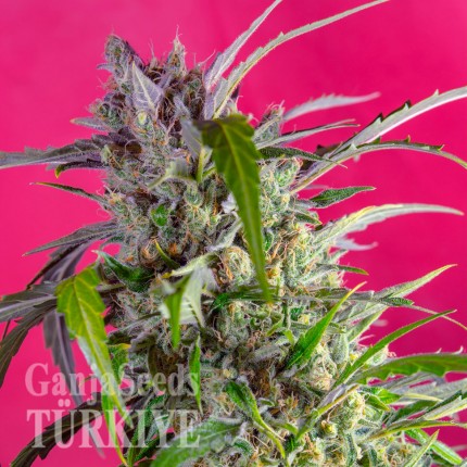 Auto Skaar feminised GanjaVIP Seeds