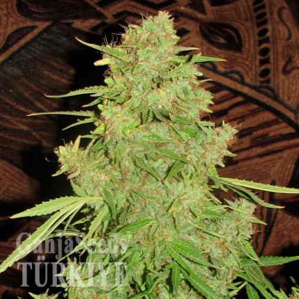 Auto Skaar feminised GanjaVIP Seeds