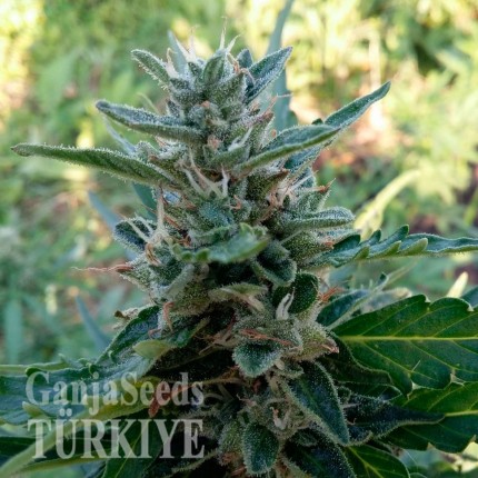 Auto Skaar feminised GanjaVIP Seeds