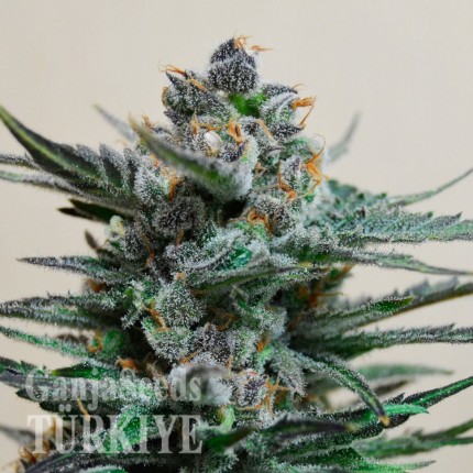 Auto Skaar feminised GanjaVIP Seeds