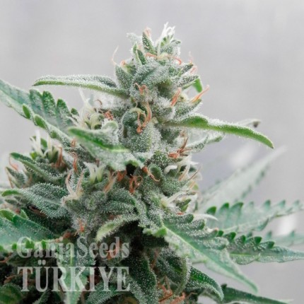 Auto Skaar feminised GanjaVIP Seeds