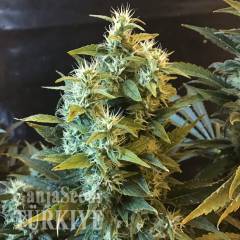 Power Africa feminised Ganja Seeds