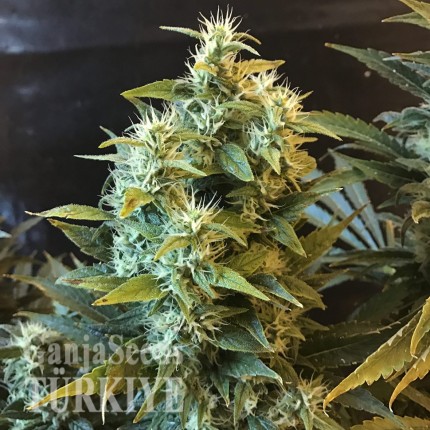 Power Africa feminised Ganja Seeds