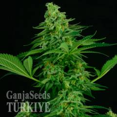 Auto Critical feminised Ganja Seeds