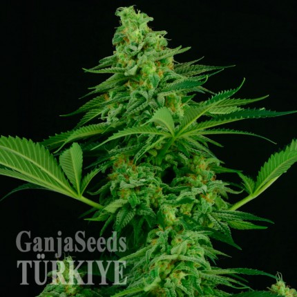 Auto Critical feminised Ganja Seeds