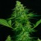 İzmir’de  Auto Critical feminised Ganja Seeds kenevir tohumu