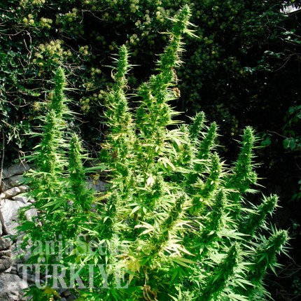 Auto Critical feminised Ganja Seeds