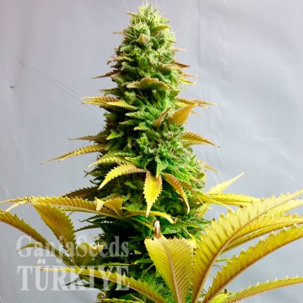 Auto Critical feminised Ganja Seeds