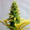 Fethiye’de  Auto Critical feminised Ganja Seeds kenevir tohumu