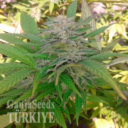 Auto Critical feminised Ganja Seeds