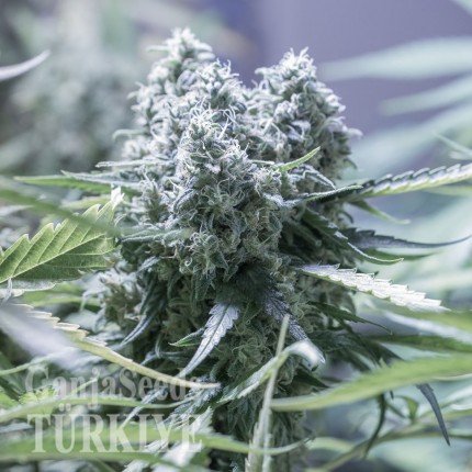 Auto Critical feminised Ganja Seeds