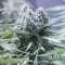 Adana’da  Auto Critical feminised Ganja Seeds kenevir tohumu