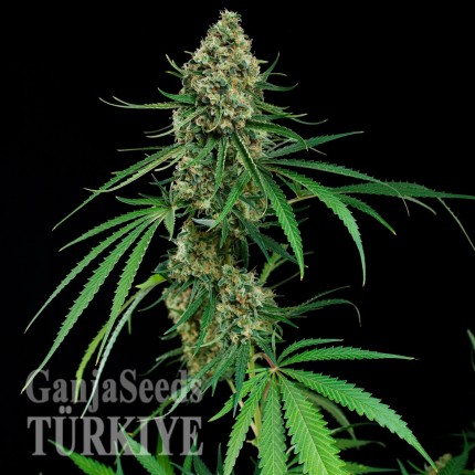 Auto Critical feminised Ganja Seeds