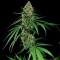 Aydın’da  Auto Critical feminised Ganja Seeds kenevir tohumu