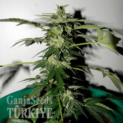 Auto Critical feminised Ganja Seeds