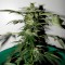 Denizli’de  Auto Critical feminised Ganja Seeds kenevir tohumu