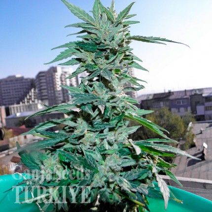 Auto Critical feminised Ganja Seeds