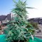 Hatay’da  Auto Critical feminised Ganja Seeds kenevir tohumu