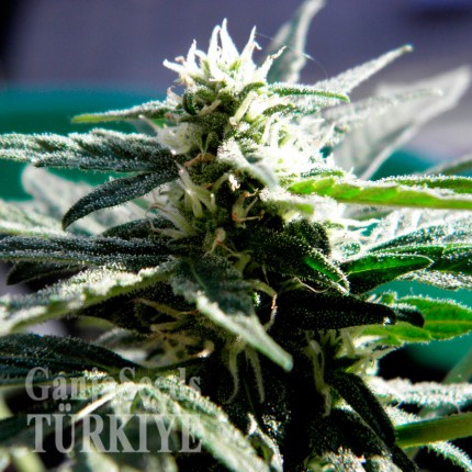 Auto Critical feminised Ganja Seeds